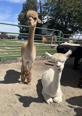 alpaca for sale