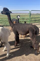 alpaca for sale