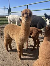 alpaca for sale