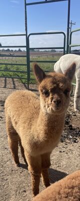 alpaca for sale