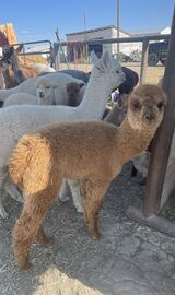 alpaca for sale