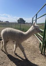 alpaca for sale