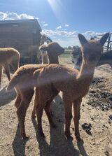 alpaca for sale