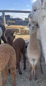 alpaca for sale