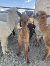 alpaca for sale