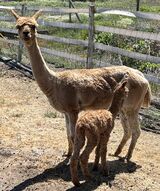 alpaca for sale