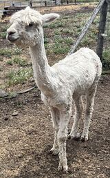 alpaca for sale