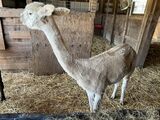 alpaca for sale