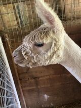 alpaca for sale