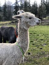 alpaca for sale