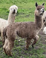 alpaca for sale