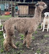 alpaca for sale