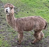 alpaca for sale