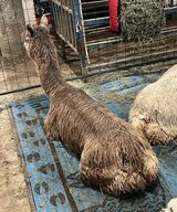 alpaca for sale