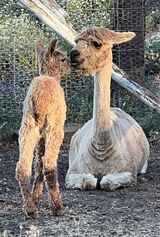 alpaca for sale