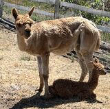 alpaca for sale