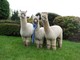 2011 AOBA Nationals Get of Sire recipients Exquisita, Albertino and Camilina