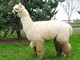 Allison, Allura's 2008 cria