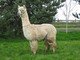 Rosalba, Allura's 2009 cria