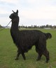 Kobe's Mr. Chips, male cria 2009