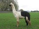 Panda of PVA, female cria 2008