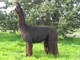 Black Rose of PVA, female cria 2007