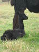 Female Cria, 2011