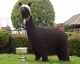 Half brother Diamonte of PVA, 2006 IAO Supreme Color Champion