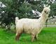 Charlemagne, male cria 2008