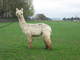 Ivory Princess, female cria 2005