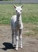 The latest ChantillyxMontoya cria--Chiffon of PVA