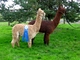 Duquesa and her full brother D'Artagnan, winners of the 2012 SWRAS Produce of Dam class