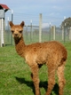 Male Cria 2012 looks just like Daddy!