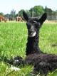 Dynamite as a jolly, handsome cria