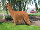 Fabriano, Fawntoya's 2007 cria. 