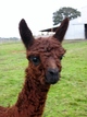 Fawntoya's female cria, Octobe 2011