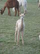 Fawntoya's 2012 male cria