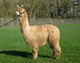 Fioronzo of PVA, Fiorana's first cria by Balboa