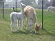 Fiorana's summer 2012 cria, a female by Chakotah's Wyuna