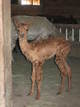 First Noelle's 2012 Female Cria by Black Obsidian, Nutmeg of PVA