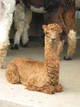 Luciana's 2012 male cria by Chakotah's Wyuna