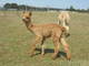 Lucinda's 2012 male cria by Wyuna