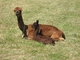 With female cria Mariquita in July 2012