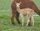 With female cria, summer 2011