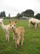 Baby Morning Star with friend Shakira in the background