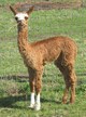 Nichola as a cria, 2009