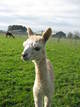 come close to the camera, young man! Nichola's first cria. 