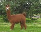 Nichelle of PVA, Nicole's 2010 cria