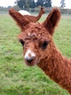 Nico, male cria, 2011