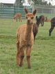 Novella's male cria by Koenigsegg, October 2011